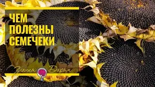 СЕМЕЧКИ ПОДСОЛНУХА - ПОЛЬЗА ДЛЯ ЗДОРОВЬЯ