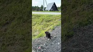 Гоха, не ходи туда там плоха😆 