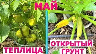 Обзор огорода. Подмосковье. Май