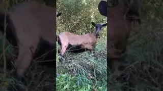 Выгул альпийских коз