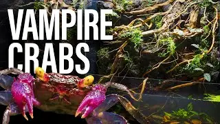 My Vampire Crabs Ultimate 5 Waterfalls Paludarium