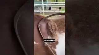Зачем лошадям стригут шерсть?