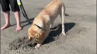 Keano at the beach