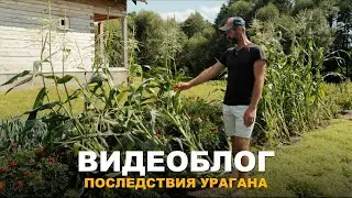 ВИДЕОБЛОГ: УРАГАН НАТВОРИЛ БЕД. Как помочь растениям восстановиться после урагана. Обзор огорода.