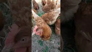 Домашние животные