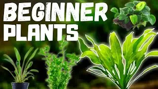 Top 10 Easy Beginner Aquarium Plants