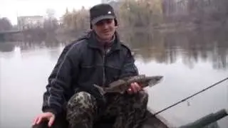 Судак на джиг  в ноябре.