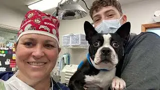 How AAHA Ensures Pet Safety During Anesthesia at Evendale Blue Ash Pet Hospital