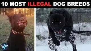 10 Most Illegal Dog Breeds in the World