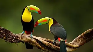 Música e Natureza - Música Relaxante e Vídeo com Lindas Aves - Relaxar