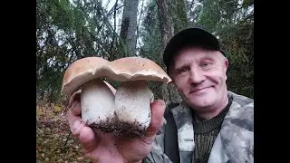 Грибник попал на поляну белых грибов! Тихая охота 2022 года.