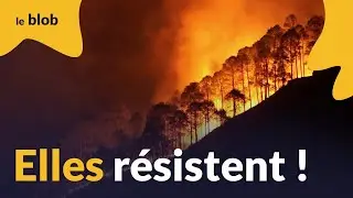 Comment les forêts s'adaptent face aux incendies à répétition ? | Reportage