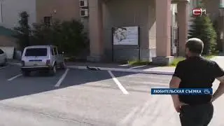 Утка с птенцами замечена на территории ГИБДД в Сургуте