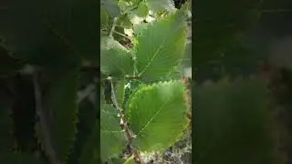 Старичка