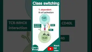 Isotype switching | Class switching | immunology in 1 minute | usmle