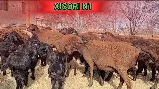 ДИЛШОДБЕКНИНГ БАРАКАЛИ ХИСОРИ КУЙЛАРИ