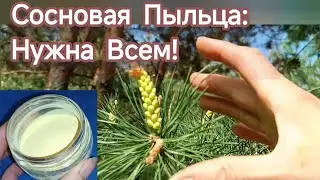 Сосновая пыльца: сбор и заготовка на зиму, полезные свойства, рецепты