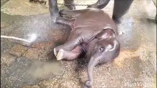 Most Funny and Baby elephant enjoying bath at Maesa Elephant Camp (2018)