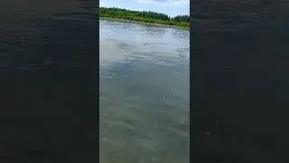 Эта рыба не дает жить другой, все сжирает, как саранча #рыбалка #fishing #уклейка #вредитель