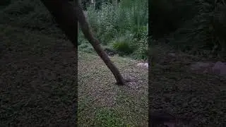 Mama and Baby Racoons come for left overs 