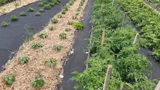 Мой любимый ОГОРОД где всё растёт🥒🫑🍅Мой уход за овощами. 