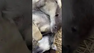 I Ride A Motorcycle To Cat Milk Shop 60km For Rescued Baby Smooth-Coated Otters