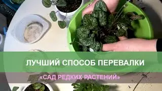 Лучший способ перевалки комнатных растений