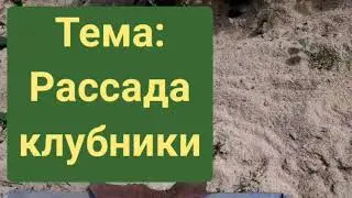 Как вырастить рассаду клубники без земли.