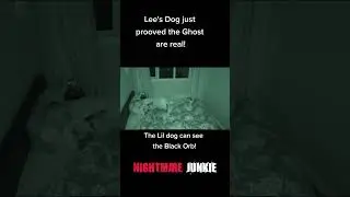 👻Dog Proves Ghost Are Real: Incredible Dog Footage Proves Ghosts Exist (Must See) Scary Comp