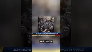 Еноты терроризируют жителей Японии.  