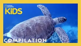 Scuba Diving with Sam! 🐡 | What Sam Sees | 90 Minutes | Nat Geo Kids Compilation | 