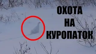 ОХОТА НА БЕЛУЮ КУРОПАТКУ.