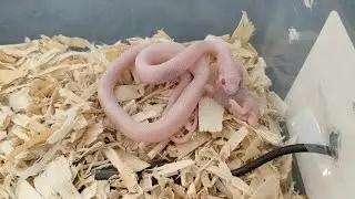 Feeding My Baby Corn Snake for the First Time