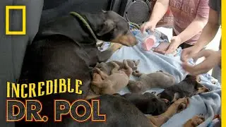 Treating A Doberman With Diarrhea | Incredible Dr. Pol