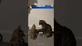 Кот пытается подружиться с лего-котом 😂🔥🐈