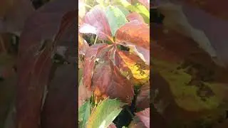 Осень, ты на грусть мою похожа...🍁🍂🍁 