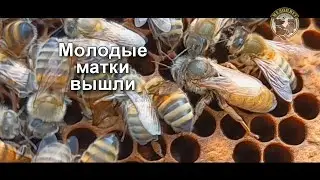#матки