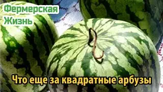 Что еще за квадратные арбузы