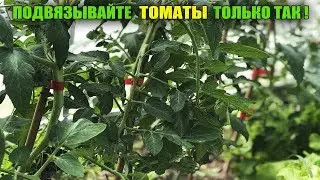 СПОСОБ ПОДВЯЗКИ ТОМАТОВ ЗА 1 СЕКУНДУ ЖАЛЬ ЧТО Я РАНЬШЕ НЕ ЗНАЛА ОБ ЭТОМ СПОСОБЕ