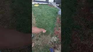 Painting my lawn green!  Easy, fast, effective and non-toxic!