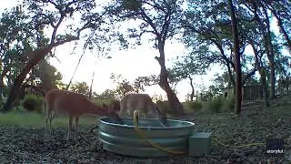 Animals Beat Texas Heatwave in Womans Stock Pond