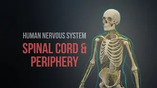 Human Nervous System (Part 1) - Spinal Cord and Periphery (Animation)