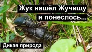 Дикая природа. Жук нашёл Жучищу и понеслось...