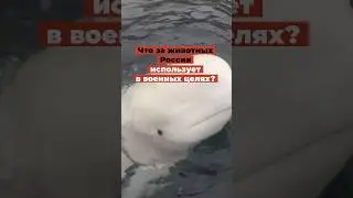 Что за животных Россия использует в военных целях?