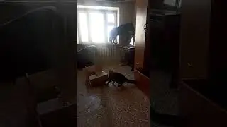 Волки и их фобии. На 4м году жизни выяснилось, что Фенрир панически боится...коробок 🙈