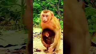 New baby monkey Rainbow#113