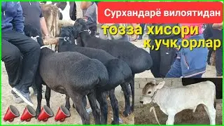 30.06.2023 Китоб тумани мол бозори видеообзори. Каналга обуна булинг.