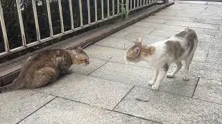 Stray cats in my office