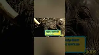 African Elephant's big ears are more than just for show! 