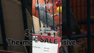 Will you buy Mr Expensive Congo African Grey Parrot #natureplay #bird #parrot #fun